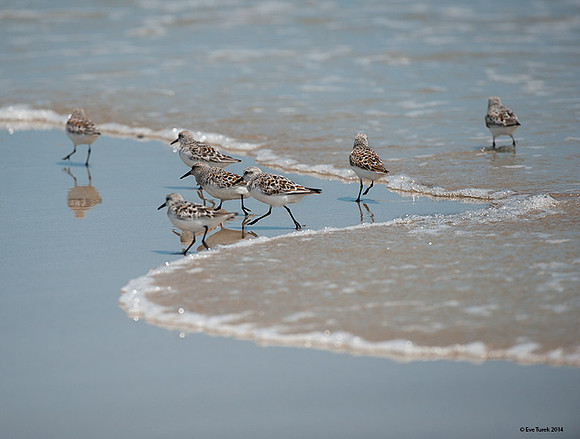 Wave Edge Sanderlings