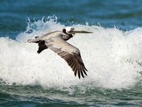 Pelican & Breaking Wave