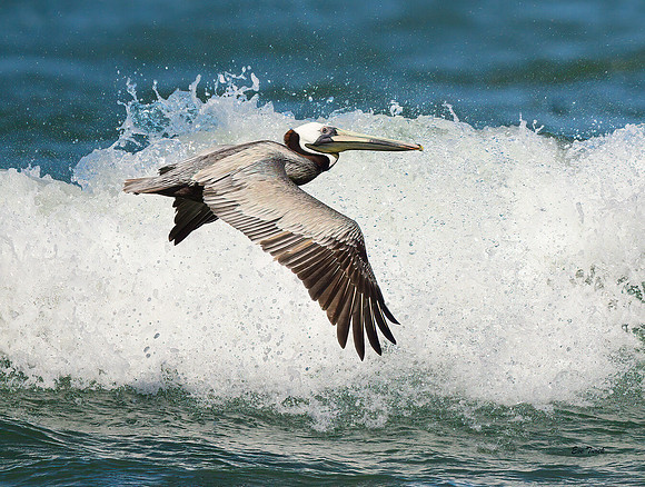 Pelican & Breaking Wave