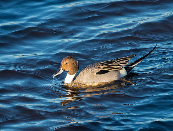 Pintail, drake