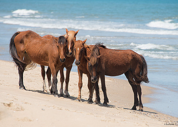 Four By The Shore