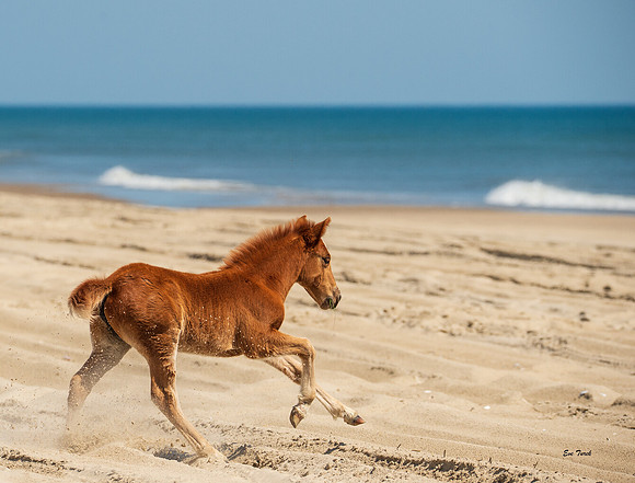 Race to the Sea
