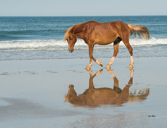 Bay Reflection