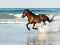 Run Like the Wind