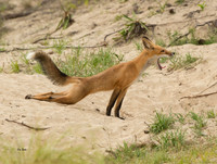 Fox Yoga