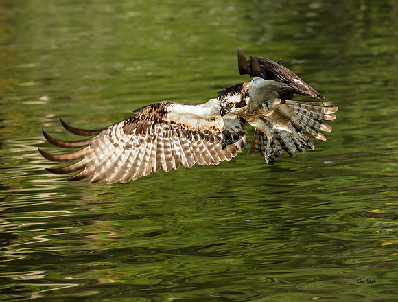 Osprey Approach