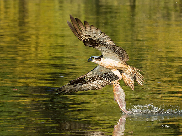 Osprey with Fish