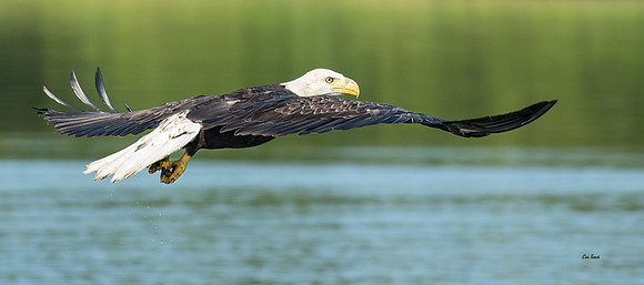 Eagle Flight Pano