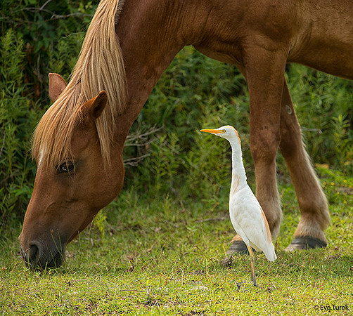 Birding with a Buddy