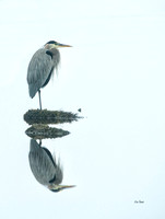 Great Blue in Fog - Epson Pano Bronze Award