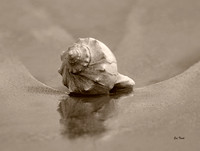 Waiting Whelk