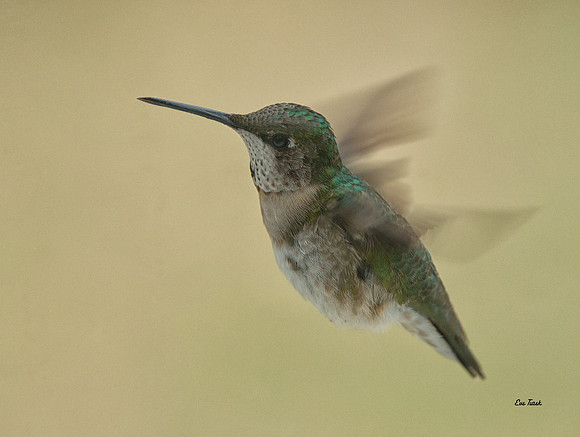 Ruby-throated hummingbird, male, winter plumage