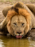 Lion Drinking - South Africa