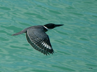 Belted Kingfisher Flight
