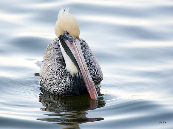 Pastel Pelican - Brown Pelican