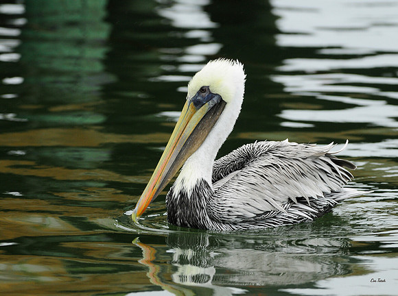 Ripples/Fall - Brown Pelican, Nonbreeding