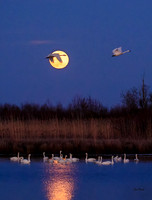 Fly Me to the Moon