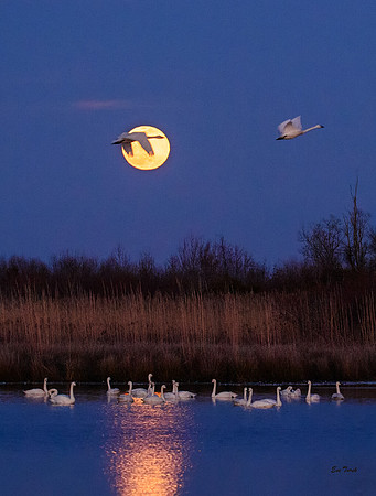 Fly Me to the Moon