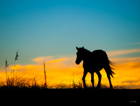 Sunset Steed