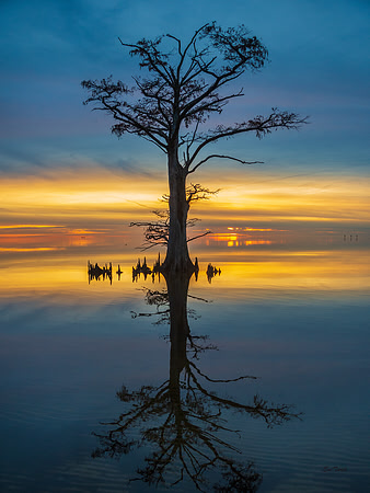 Celebrate the Evening (Vertical)