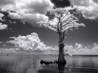 Cypress Sentinel