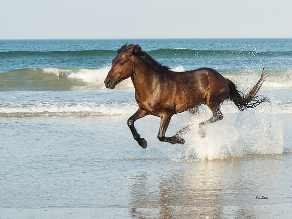Run Like the Wind