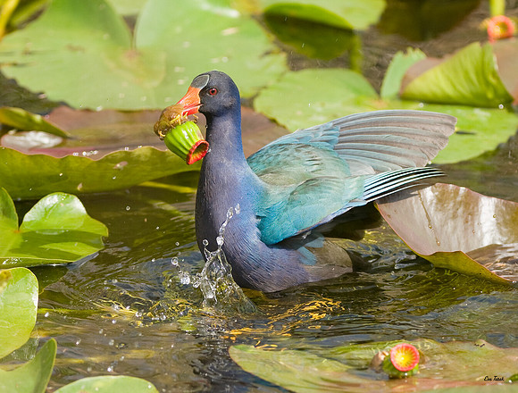 Purple Gallinule
