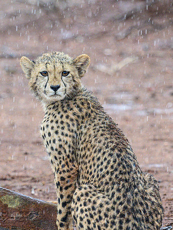 Cheetah Cub in Rain - South Africa