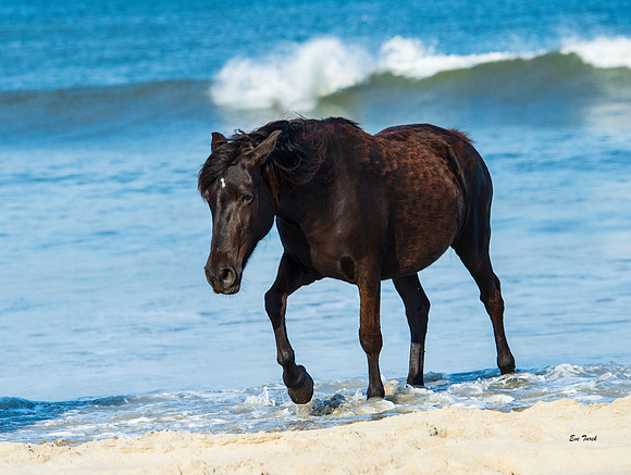 Black Stallion and Wave 2019