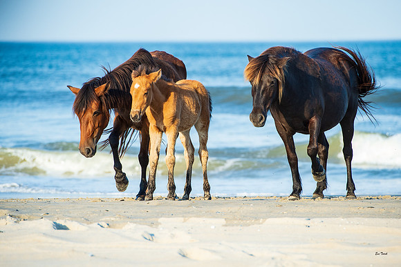 Foal's Family 2019