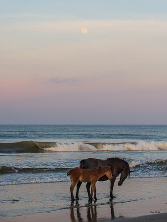 Horses by the light of the Moon 2019