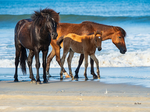 Foal's Family 2   2019