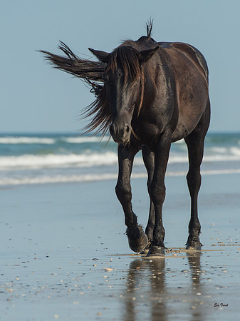 Stallion VERT 2016