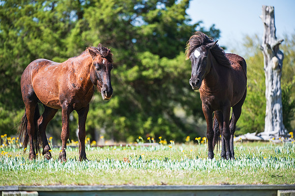 Grazing the Meadow 2019