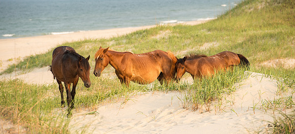Three in the Dunes 2018