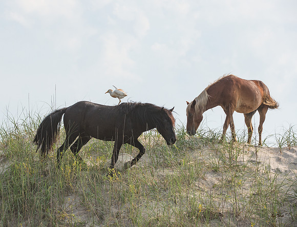 Horses and Egret 2018