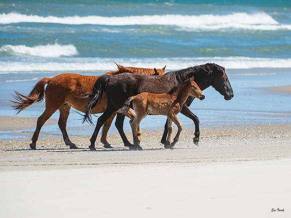 Renzi Beach Stroll 2019