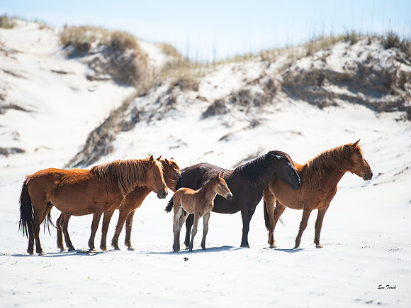 Up to the Dunes 2019
