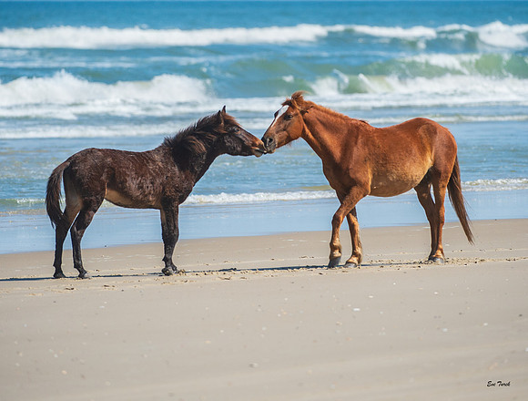 Raymond and Stallion 2019