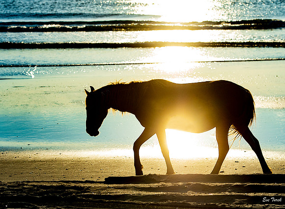 Sunlit Horse 2019