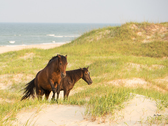 Two in the Dunes 2018