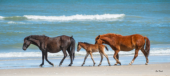 Renzi Seaside Stroll 2019