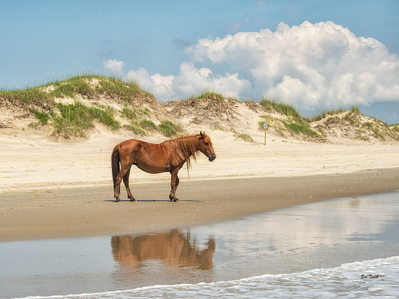 Horse Reflection and Dunes 2018