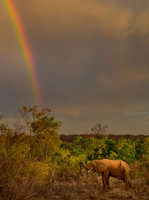 Elephant Under the Rainbow - South Africa