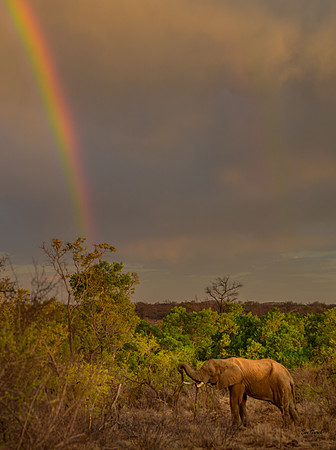 Elephant Under the Rainbow - South Africa