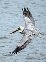 Spring Wings
