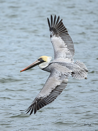 Spring Wings
