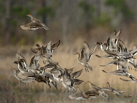 Pintail Blast Off