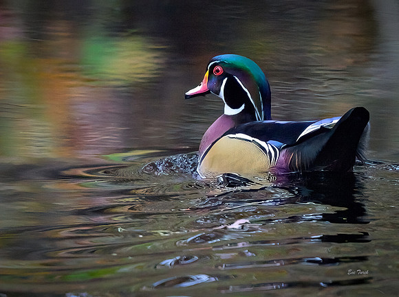 Wood Duck Drake