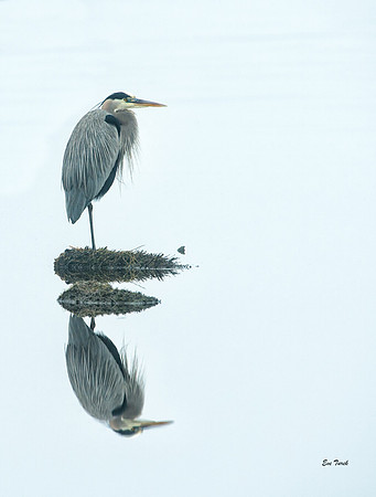 Great Blue Heron In Fog